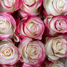 Farmer's Choice Bi-Color Pastel Long Stem Roses