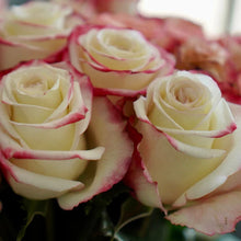 Farmer's Choice Bi-Color Pastel Long Stem Roses