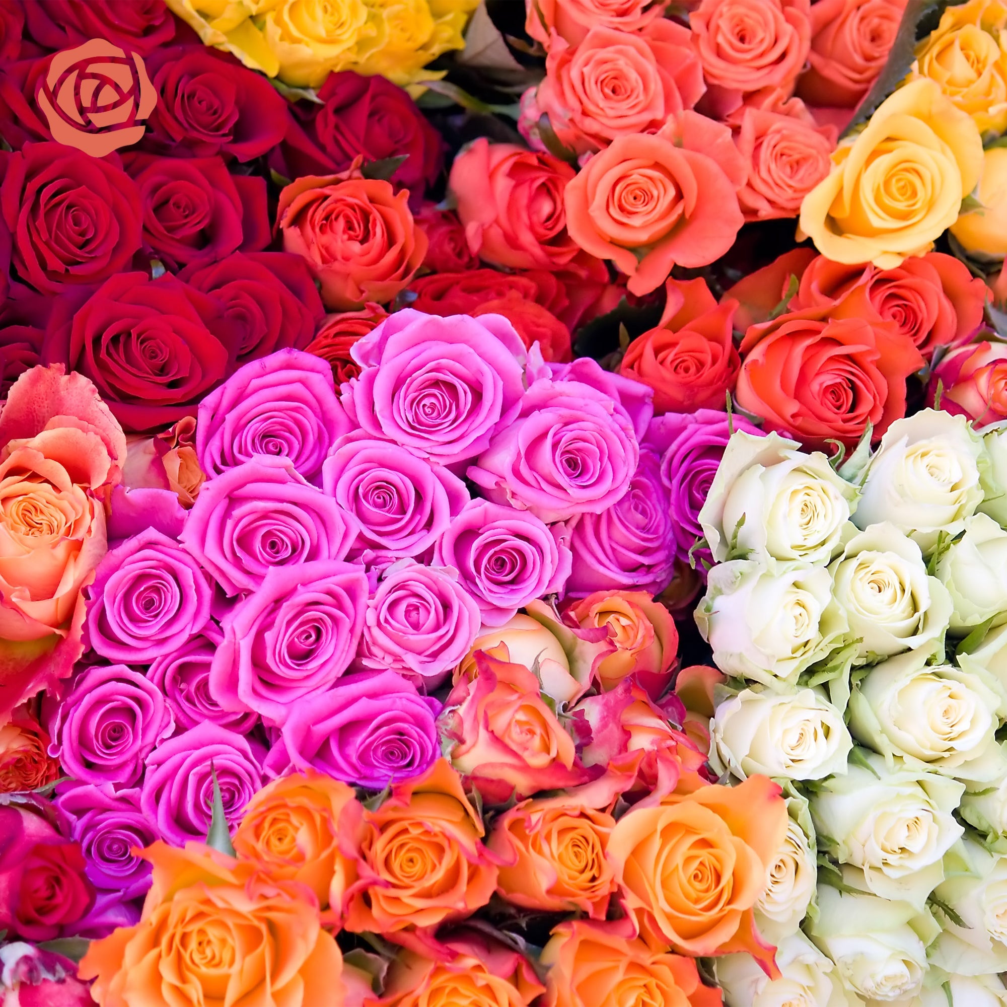 Different Fresh Roses Rose Farmers | Farm Fresh Roses | Buy Quality Roses Direct