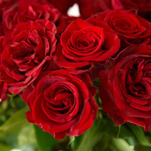 Exquisite Red Long Stem Roses [40Boxes Exclusive]