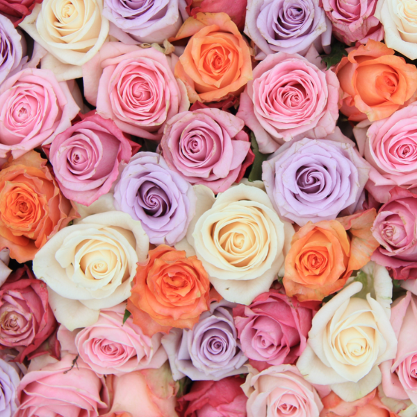 Frsh Roses Rose Farmers | Farm Fresh Roses | Buy Quality Roses Direct