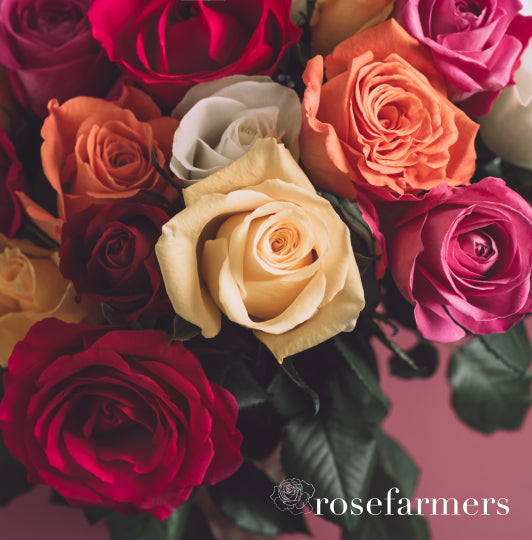 Rose Farmers | Farm Fresh Roses | Buy Quality Roses Direct