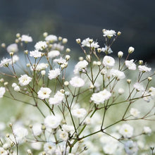 Closeup photo of Baby's Breath flowers
