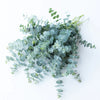 Eucalyptus Baby Blue