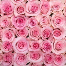 Exquisite Pink Long Stem Roses [40Boxes Exclusive]
