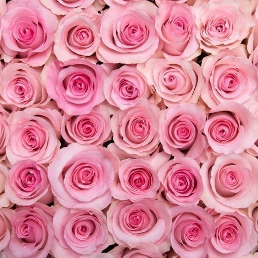 Exquisite Pink Long Stem Roses [40Boxes Exclusive]